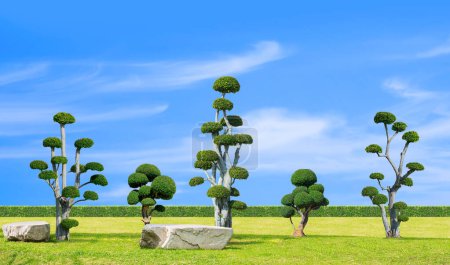 Photo for Group of big streblus asper bonsai trees with rock seats on green lawn in Japanese garden style against cloud on blue sky background - Royalty Free Image