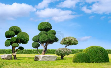 Photo for Big streblus asper bonsai with topiary trees and rock seats on green lawn in Japanese garden style against clouds on blue sky background - Royalty Free Image