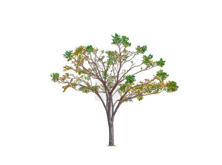 Photo for Silver Trumpet Tree Isolated on white background with Clipping Path - Royalty Free Image