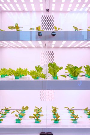 Téléchargez les photos : Culture de légumes de salade à l'intérieur agriculture avec système hydroponique et éclairage artificiel à partir de l'électricité dans l'armoire de culture de légumes - en image libre de droit