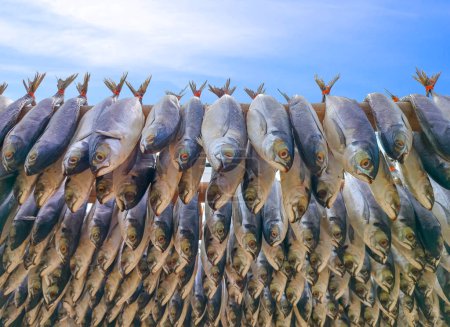 Photo for Rows of many local salted codfish hanging on bamboo racks to dried in the sun against blue sky background, bottom view with copy space - Royalty Free Image