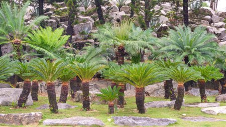 Magnifique groupe Sago Cycad ou Cycas revoluta Thunb poussant dans un jardin en pierre au parc public 