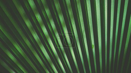 Téléchargez les photos : Lumière du soleil et ombre sur la surface de la feuille de palmier verte Licuala Orbicularis dans un style sombre, Fond de feuillage naturel - en image libre de droit