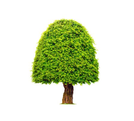 Photo for Large topiary canopy tree isolated on white background with Clipping path - Royalty Free Image
