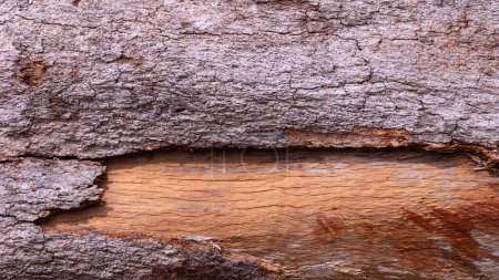 Téléchargez les photos : Surface de l'écorce de l'arbre et texture du grain de bois arrière-plan de l'ancien tronc d'arbre pluvieux altéré en vue grand écran, près de l'espace de copie - en image libre de droit