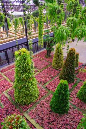 Foto de Coloridas plantas de bromelias en forma de árbol de Navidad con macetas colgantes de helechos y cactus de barril de oro en el hermoso jardín tropical Nong Nooch en Pattaya, Tailandia - Imagen libre de derechos