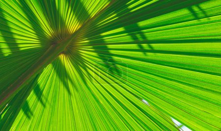 Téléchargez les photos : Contexte et texture du côté ventral de la feuille de palmier verte avec lumière du soleil et ombre sur le côté dorsal de la surface de la feuille, Fond naturel du feuillage - en image libre de droit