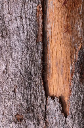Téléchargez les photos : Différentes textures fond d'écorce d'arbre et grain de bois de l'ancien tronc d'arbre pluvial altéré dans un cadre vertical, près de l'espace de copie - en image libre de droit