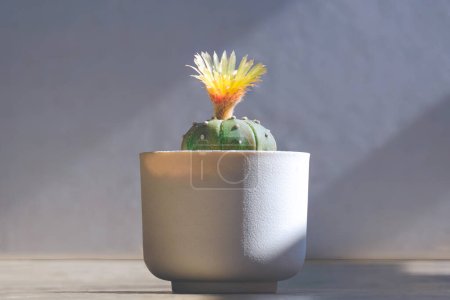 Astrophytum asterias Kabuto cactus with yellow flower is blooming in white flower pot with light and shadow on surface