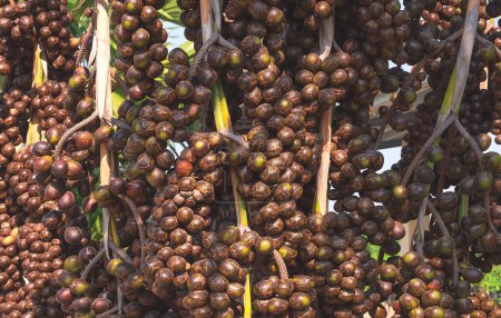 Many seeds of Washingtonia robusta on bunches of Washington Palm Tree