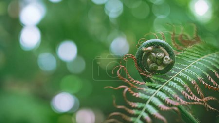 Weicher Fokus der jungen grünen Farntriebe wächst durch das trocknende Blatt auf verschwommenem grünen Hintergrund im botanischen Garten, Natürliches neues Pflanzenleben im Frühlingskulisse