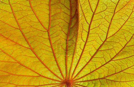 Beautiful leaf vein texture background of colorful green autumn Bauhinia aureifolia leaf, ventral side and close up shot
