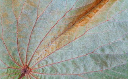 Beautiful autumn leaf background of silver green Bauhinia aureifolia leaf with fur and vein stripes texture, ventral side and close up shot