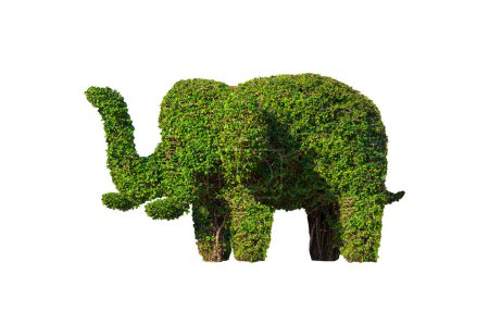Photo for Decorative Topiary Tree in Elephant Shaped Isolated on white background with Clipping Path for Gardening Design - Royalty Free Image