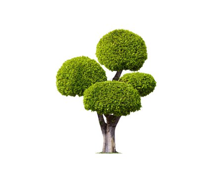 Photo for Decorative Big Bonsai Tree ( Wrightia religiosa or Moke tree ) on Isolated White background for Topiary garden design with Clipping Path - Royalty Free Image