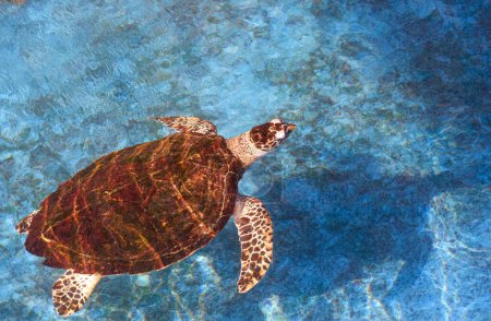 Hawksbill-Schildkröte schwimmt in blauem Teich im Meeresaquarium Conservation Center, Draufsicht mit Kopierraum