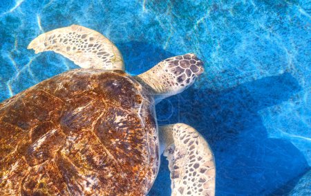 Olive Ridley Schildkröte schwimmt in blauem Teich im Marine Aquarium Conservation Center, Draufsicht mit Kopierraum