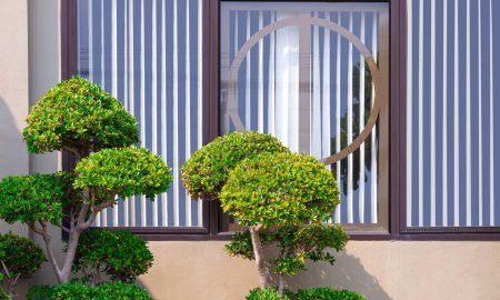 Two Wrightia religiosa bonsai trees in front of glass window on beige cement wall of modern house