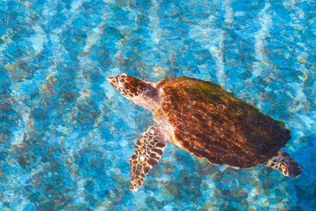 Hawksbill turtle is swimming in blue pond at the marine aquarium conservation center, top view with copy space