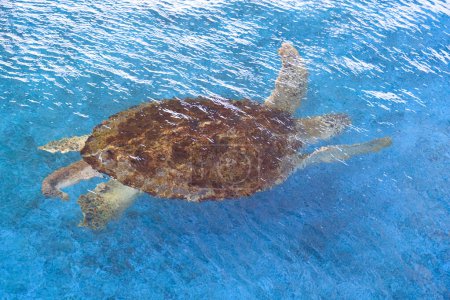 Big Olive Ridley Schildkröte schwimmt unter der Meerwasseroberfläche in einem großen Teich im marinen Aquatic Conservation Center, Hochwinkelblick mit Kopierraum