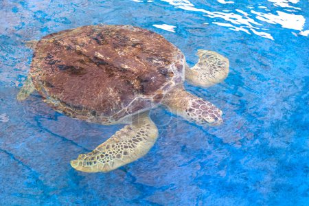 Big Olive Ridley Schildkröte schwimmt unter der Meeresoberfläche in einem großen Teich an der marinen aquatischen Naturschutzzentrum, hohe Blickwinkel