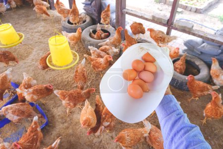 Farmer hand holding white plastic container with fresh chicken eggs while collected inside of hen coop. Small local business