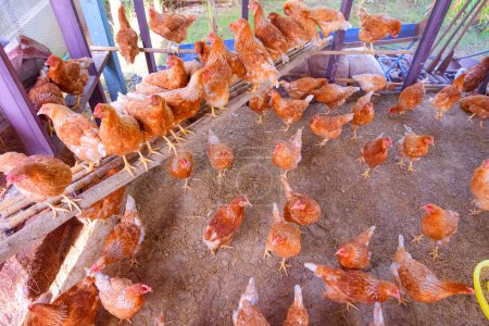 Flock of hens inside of chicken coop in backyard area, high angle view 