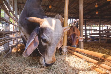 Adult American brahman cow with a calf eating hay inside cow pen in a barn, close up with copy space