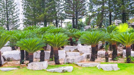 Group of Sago Cycad or Cycas revoluta Thunb with row of pine trees in beautiful stone tropical ornamental garden at public park