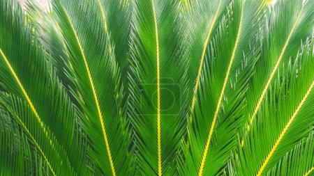 Green foliage Sago Palm leaves pattern background. Beautiful greenery Cycas revoluta Thunb tropical palm leaf texture backdrop 