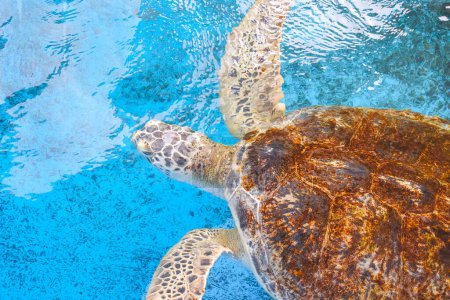 Big Olive Ridley Schildkröte schwimmt im blauen Teich des Marine Aquarium Conservation Center, Draufsicht mit Kopierraum