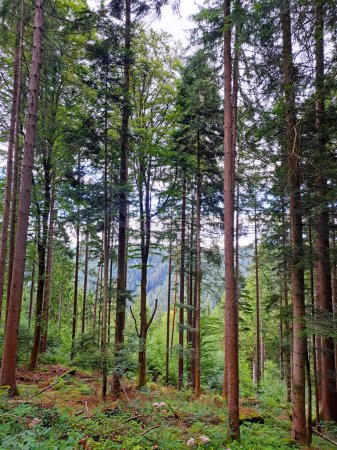Photo for Vertical photo of the forest near Bad Teinach Zavelstein Germany - Royalty Free Image