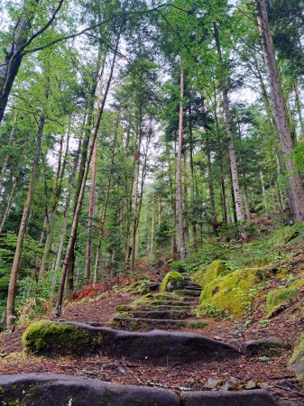 Photo for Vertical photo of the natural stairs pathway thru the forest near Bad Teinach Zavelstein Germany - Royalty Free Image