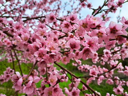 Photo for Closeup photo of pink color flowers on a fruit tree branches - Royalty Free Image