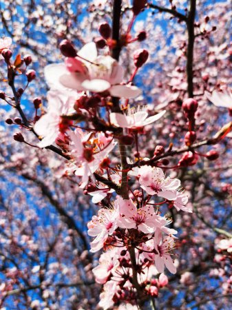 Closeup photo of pink color flowers on a fruit tree branches