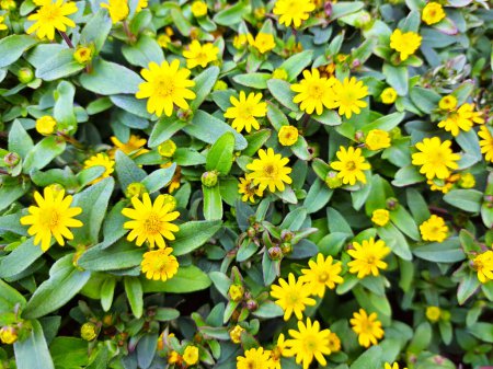 Small yellow color flowers. Ficaria verna, lesser celandine or pilewort hairles flowering plant