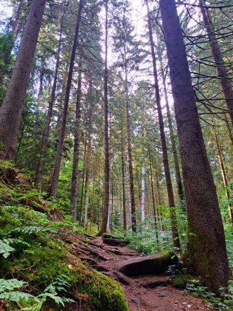 Farbenfrohe Waldlandschaft bei Bad Teinach-Zavelstein