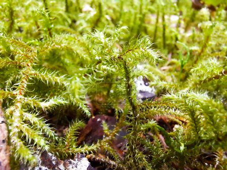 Rhytidiadelphus loreus or lanky moss, little shaggy moss