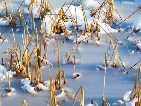 Winterszene Nahaufnahme Foto von gelbem Zuckerrohr und anderen Pflanzen am See
