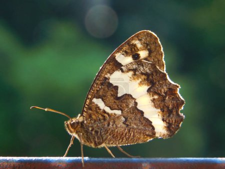 Closeup photo of a butterfly. Brown-white color butterfly standing on a fence.