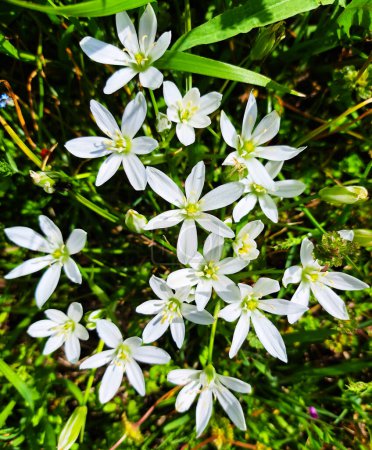 Vertikale Nahaufnahme weißer Blumen auf der Wiese. Ornithogalum umbellatum oder Gartenstern von Betlehem