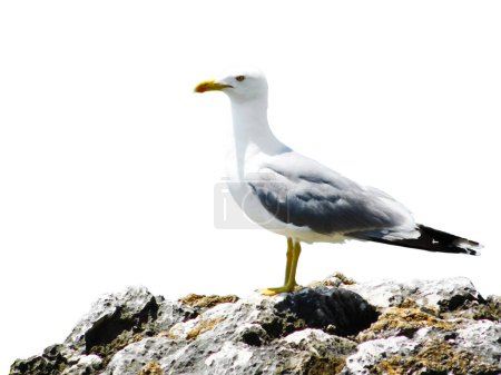 Close-op photo of seagull bird standing on a rock, isolated on a white background