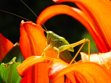 Close-up macro photography of grasshopper taken in a field with flowers