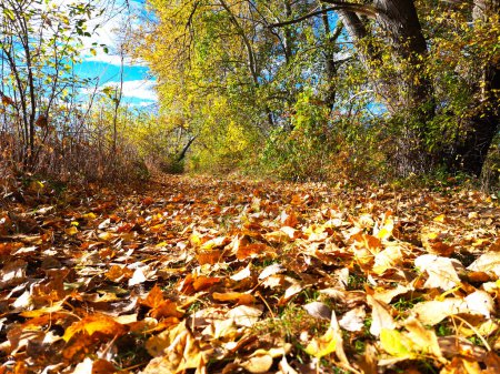 Téléchargez les photos : Scène rurale d'un sentier abandonné couvert de feuilles tombées. - en image libre de droit