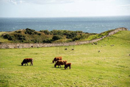 Téléchargez les photos : Les vaches et la mer dans les Highlands, Écosse - en image libre de droit