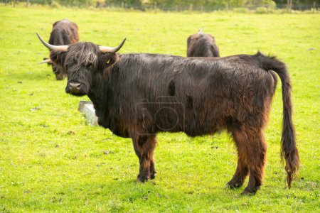 Téléchargez les photos : Vache noire dans les Highlands, Écosse - en image libre de droit