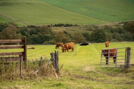 Téléchargez les photos : Vaches dans une ferme dans les Highlands, en Écosse - en image libre de droit