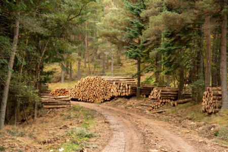 Téléchargez les photos : Pile de bois dans les Highlands, Écosse - en image libre de droit