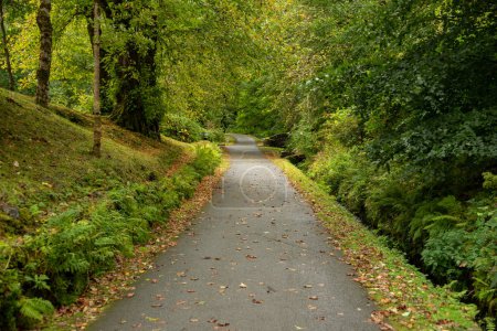 Téléchargez les photos : Sentier forestier dans les Highlands, Écosse - en image libre de droit