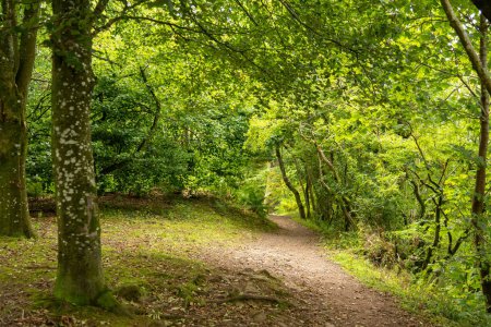Téléchargez les photos : Forêt dans les Highlands, Écosse - en image libre de droit